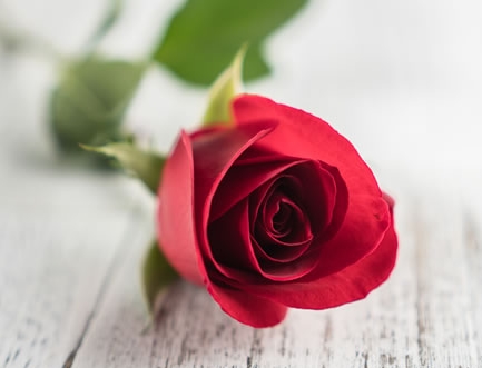 玫瑰花的花语是什么，各种玫瑰花的花语，玫瑰花语大全