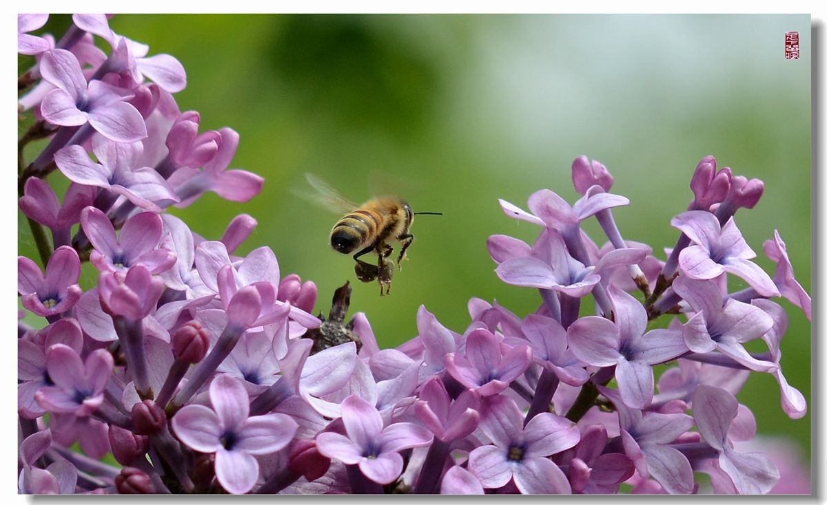 紫丁香花语是什么?
