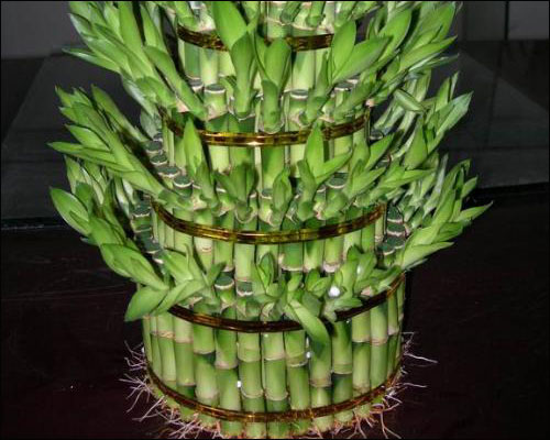 富贵竹的养殖方法和注意事项
